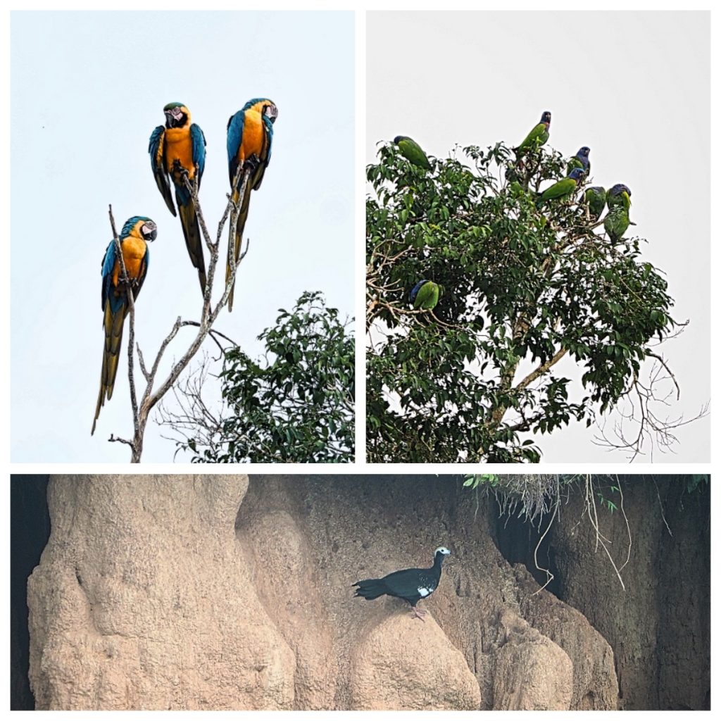 Clay Lick, Tambopata National Park