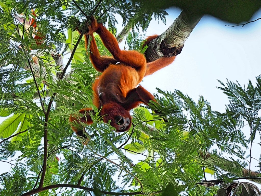 Tambopata National Park