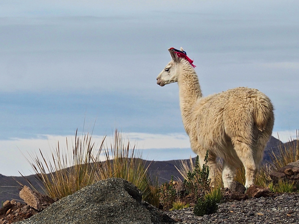 Lama, Peru