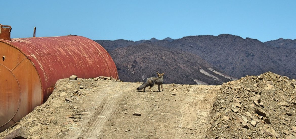 Desert Fox | Argentina | zenmotero