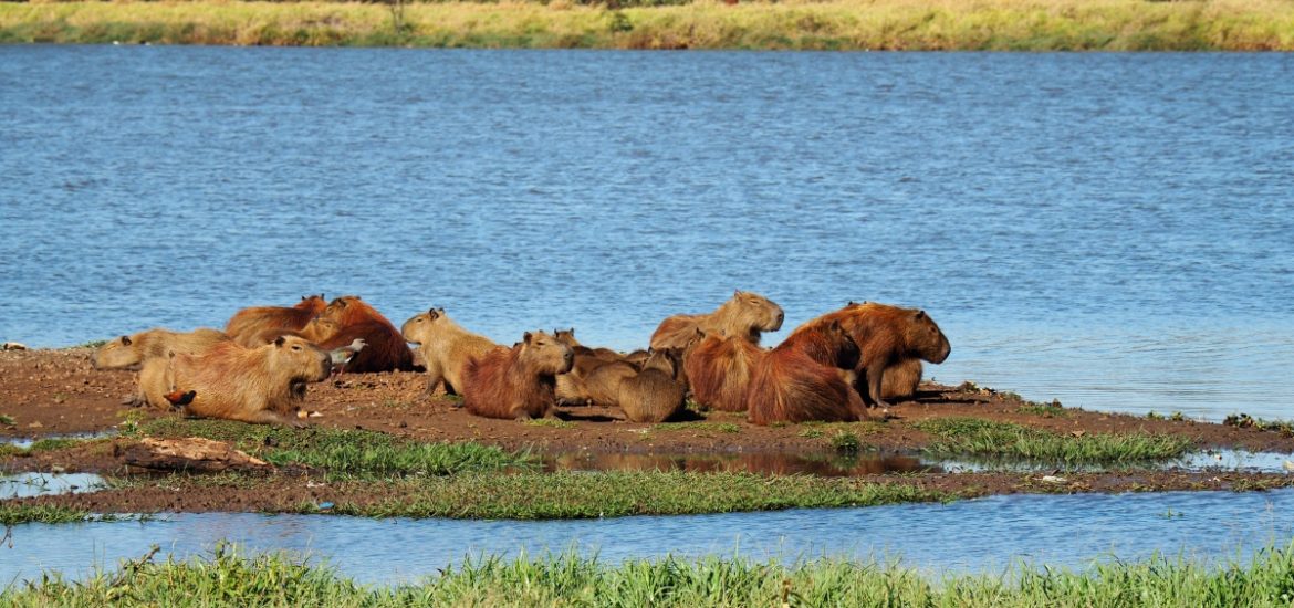 The worlds largest rodent, the Capivara