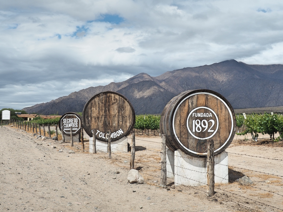 Vineyard in Calafate, Argentina